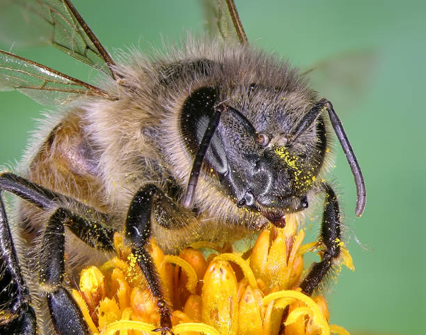 istock Honey bee (Apis mellifera) on the yellow flower 2154551520