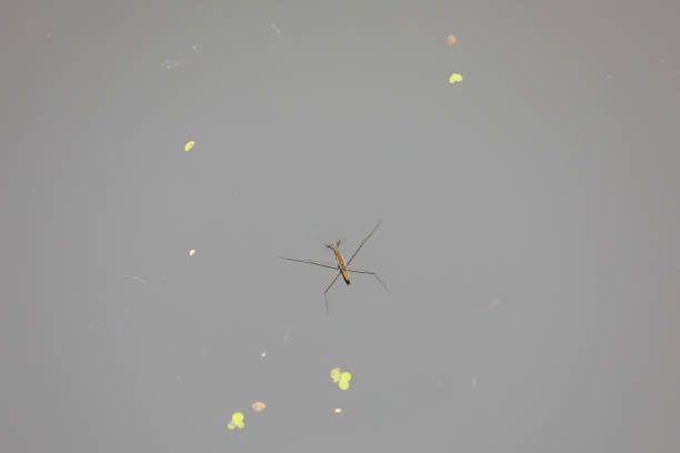 istock Water strider glides on the water, North China 2154551540