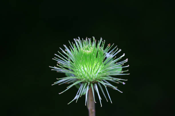Wild burdock flower, a wild plant, North China