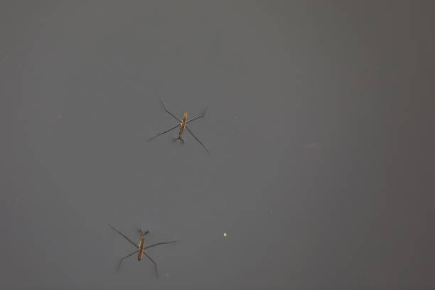 istock Water strider glides on the water, North China 2154551580