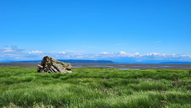 Sun-Bleached, timeworn Driftwood Basking on a grass land sea shore under blue sky