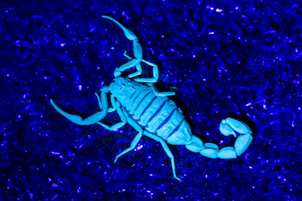 istock Iranian Black-tailed Alligatorback Scorpion
(Hottentotta jayakari) in the middle east close up under black light. 2154553449