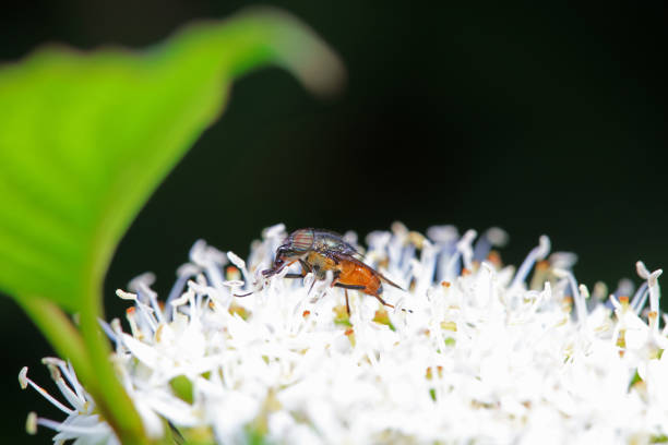 Flies on wild plants, North China