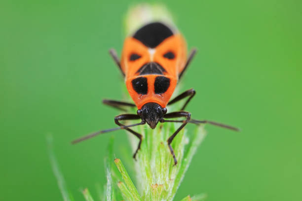 Hemiptera bugs in the wild, North China