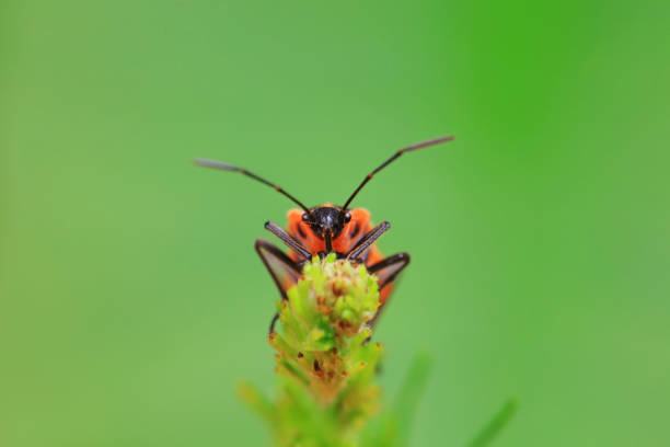 Hemiptera bugs in the wild, North China