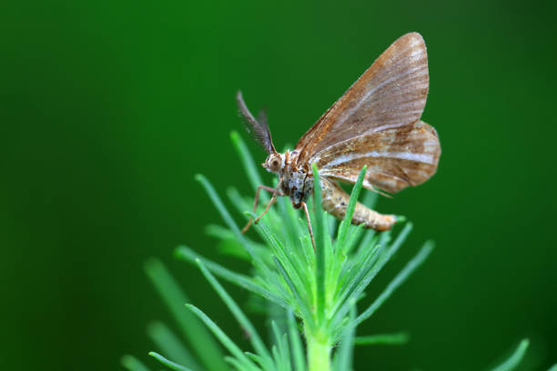 Lepidoptera insects in the wild, North China