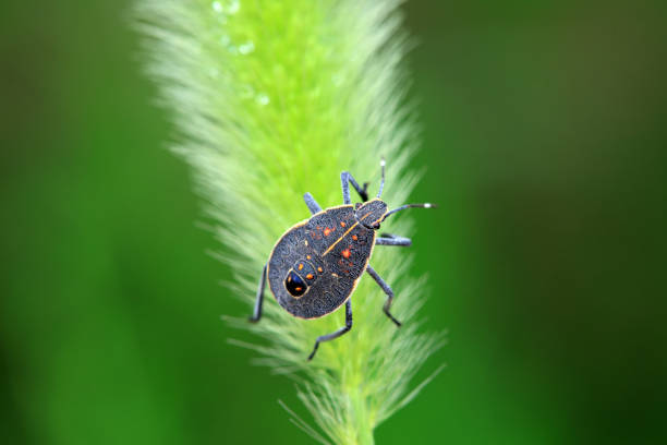 Hemiptera bugs in the wild, North China