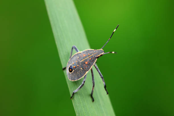 istock Hemiptera bugs in the wild, North China 2154554806
