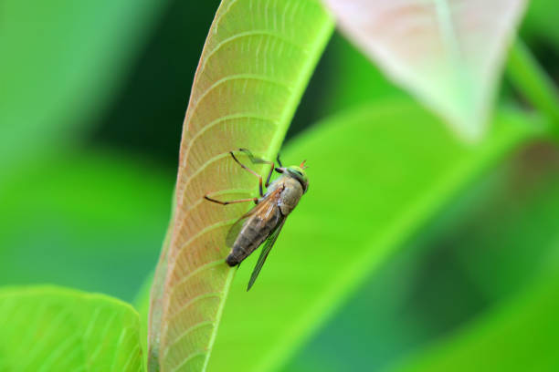 Gadfly on wild plants, North China