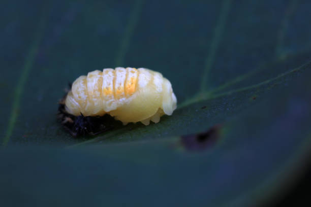 Pupa of Harmonia axyridis, most commonly known as the harlequin, multicoloured Asian, or Asian ladybeetle, is a large coccinellid beetle.