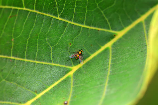 Gadfly on wild plants, North China
