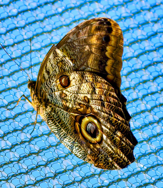 Stunning detailed close up of Caligo Butterfly with pattern and owl design