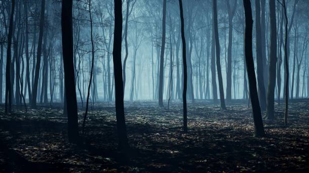 istock A mystical glow from the moon enveloped the forest in its nocturnal embrace 2154555633