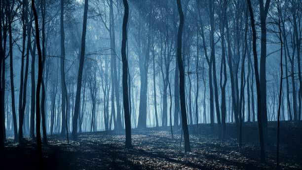 Moonbeams draped the evening forest in a spectral sheen