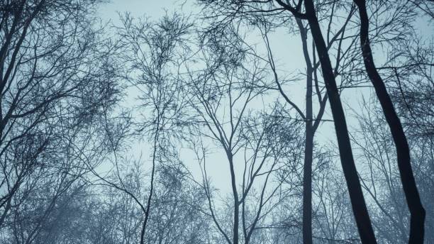 The night's stillness is broken by the forest's mystical allure, highlighted by the moon's captivating silver glow