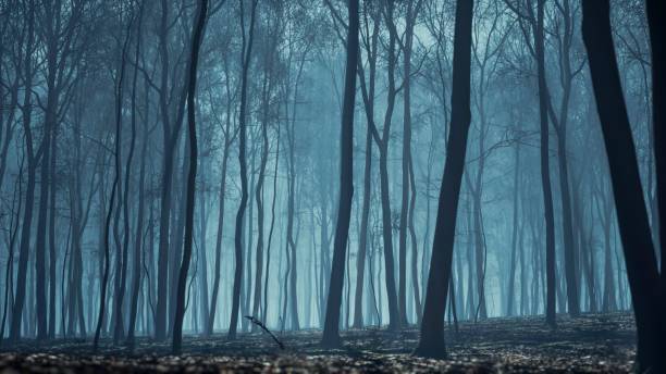 istock The forest at night was suffused with the moon's enchanting, ethereal light 2154555678