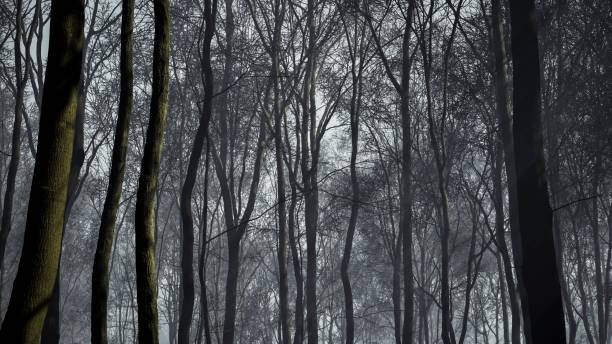 istock The moon's serene light bathed the forest in a tranquil, ghostly glow 2154555679
