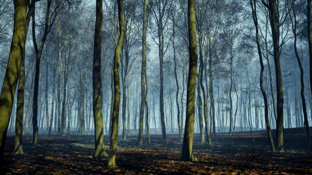 istock An eerie forest veiled in mist and cloaked in darkness 2154555680