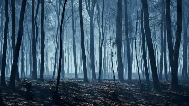 istock Ethereal moonbeams cast a haunting glow over the nocturnal forest 2154555694