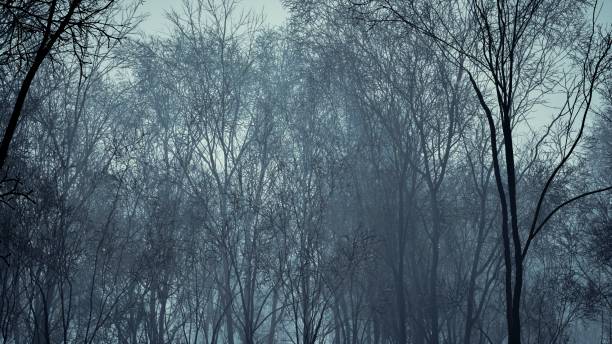 istock A mysterious and eerie forest engulfed in mist during the enchanting sunset 2154555700