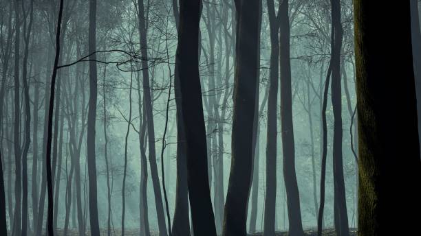 istock The forest becomes a realm of enigma and shadow, wrapped in fog as the sunset casts its enchanting spell 2154555708