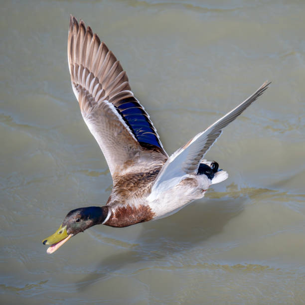 istock High angle view of Mallard flying 2154555988