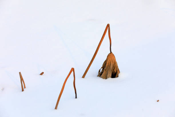 istock Withered pole in snow, North China 2154556304