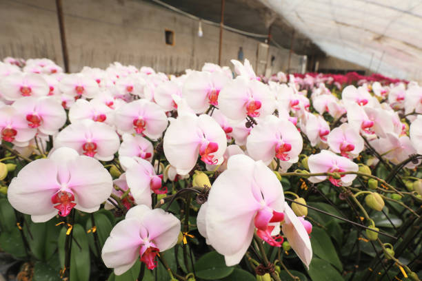 Blooming Phalaenopsis is in the plantation, North China