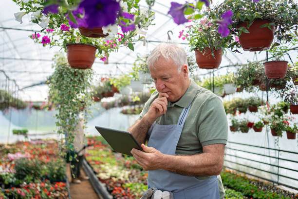 istock Focused senior male florist using digital tablet while doing quality control at the flower nursery 2154556964