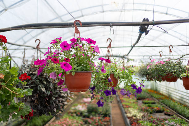Flower nursery with potted flowers of few kinds