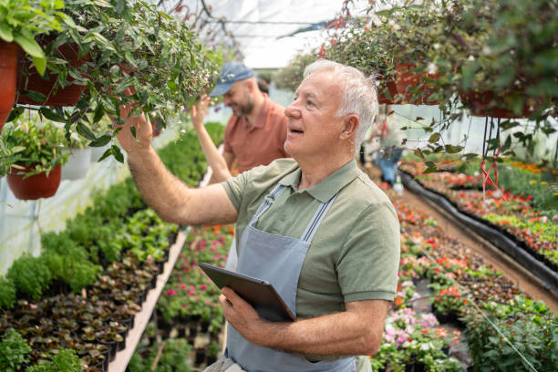 istock Senior male florist using digital tablet while doing quality control at the flower nursery 2154557114