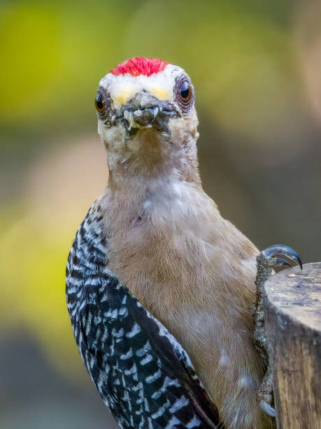 istock Hoffman's Woodpecker (Melanerpes hoffmannii) in Costa Rica 2154557844