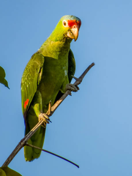 istock Red-lored Parrot (Amazona autumnalis) in Costa Rica 2154557868