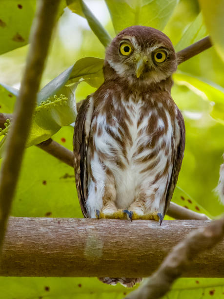 istock Ferruginous Pygmy-Owl in Costa Rica 2154557887