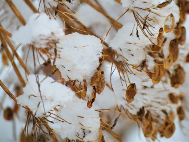 istock Frozen plants in winter. Winter background. 2154558002