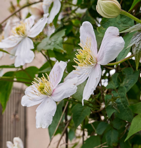 istock White Clematis Montana flower, macro on nature background. 2154558057