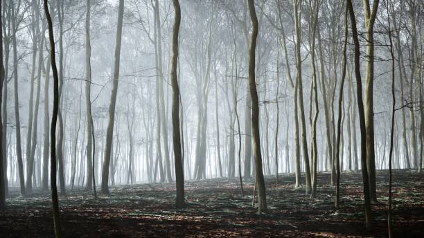 istock The setting sun weaves a spell over the forest, with mist cloaking the trees in a hauntingly beautiful scene 2154558074