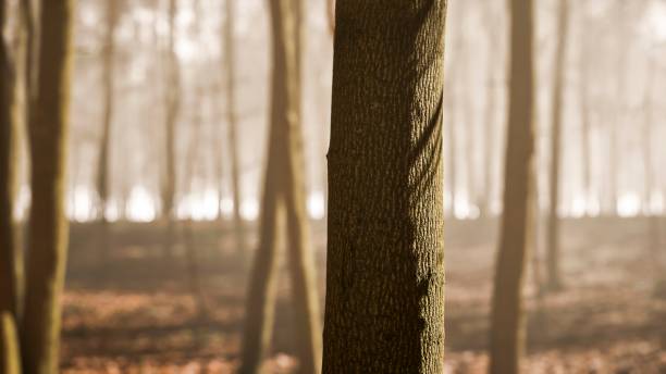 As the sun dips below the horizon, a tree trunk emerges in sharp relief against the forest backdrop, its rugged contours highlighted by the fading sunlight