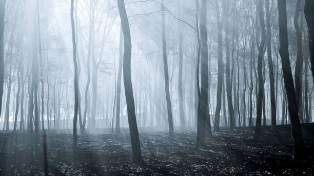 istock The night's stillness is broken by the forest's mystical allure, highlighted by the moon's captivating silver glow 2154558104