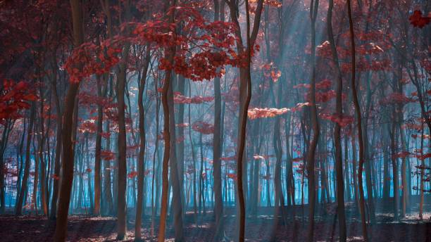 The forest floor is a canvas of light and shadow on a sunny day, with the red leaves above creating a warm, inviting pattern in the natural world
