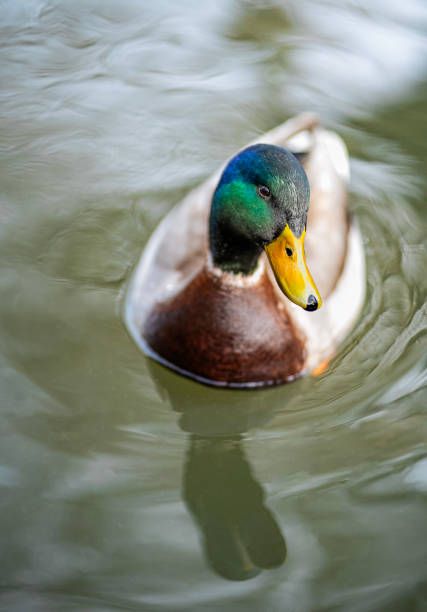 Ducks of London
