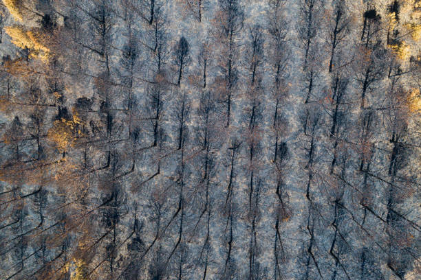 istock aerial overhead view of a burnt pine forest after a forest fire 2154558323