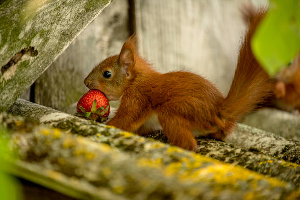 Beautiful Eurasian red squirrel (Sciurus vulgaris) eating a red apple.
