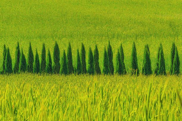 field of rye(south korea)