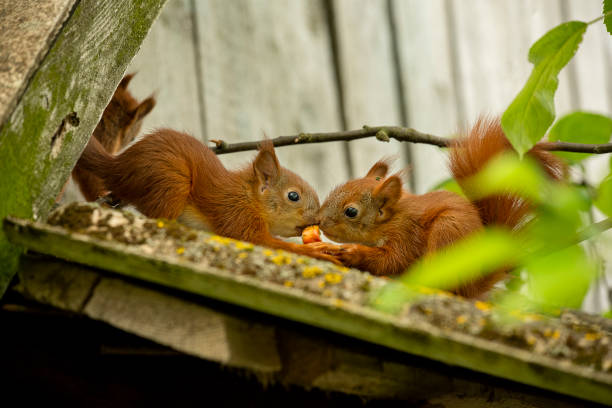 Squirrel in the garden