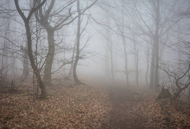 istock The forest in a fog 2154559082