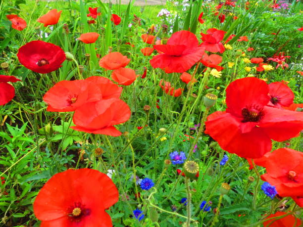 Big red poppy with green leaves .