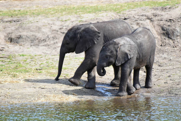 Elephants in the Shingwedzi riverbed at sunset.