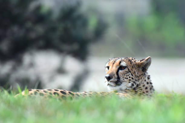istock Cheetah resting in the grass 2154561591