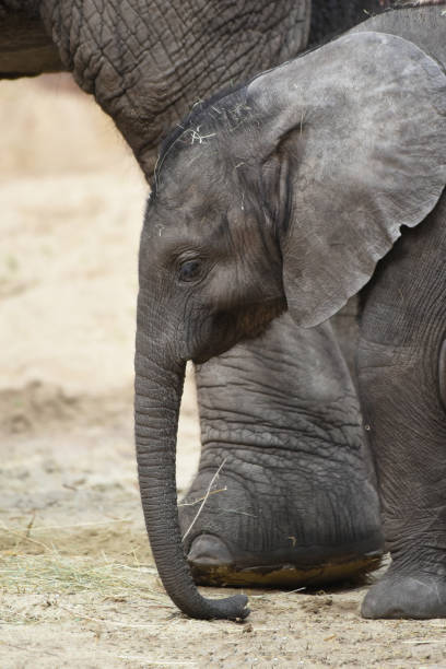 istock Baby elephant staying close to its mother 2154561647